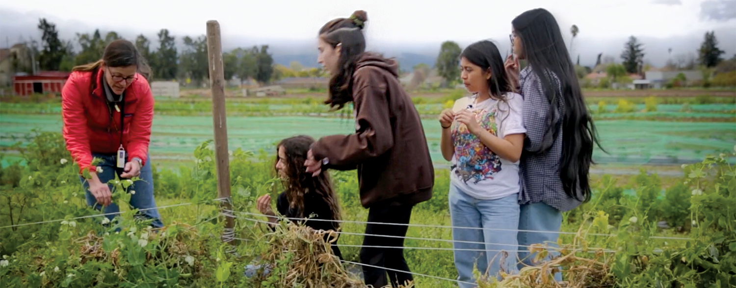 teacher and students pick peapods in a field