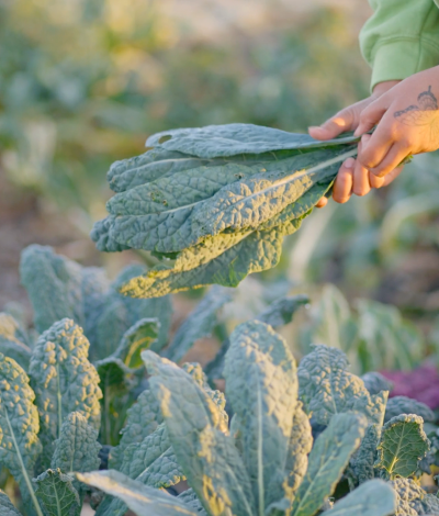 woman harvests kale