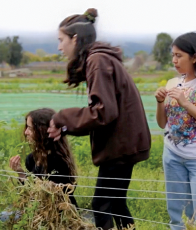 teacher and students pick peapods in a field